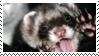 ferret-hehe